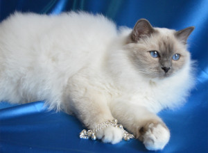 birman seal point kittens